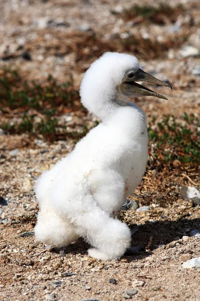 Blanco booby — Foto de Stock