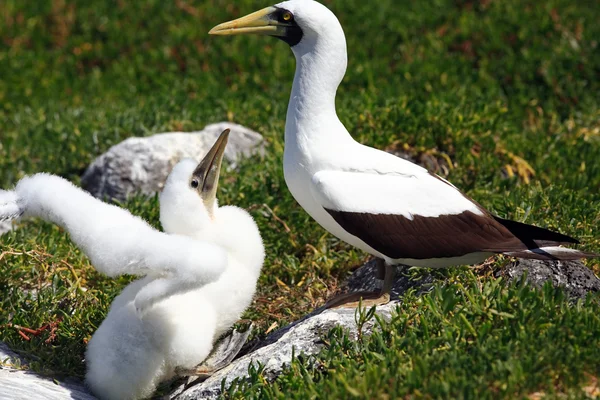 Witte booby — Stockfoto