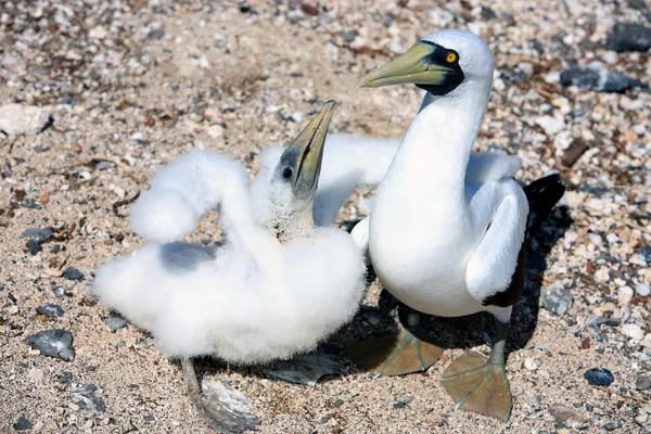 Witte booby — Stockfoto