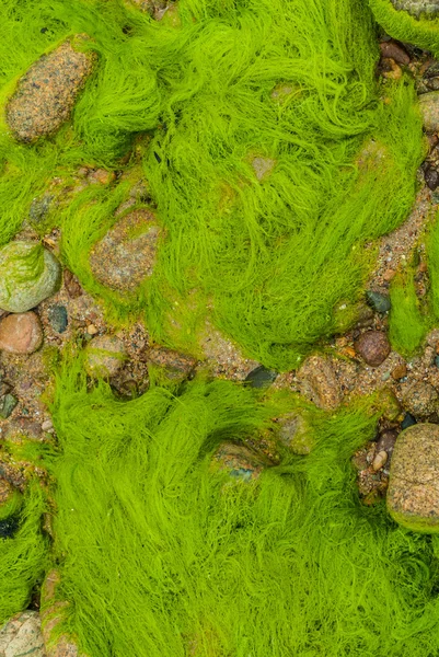 Green alga Brehat island france — Stock Photo, Image