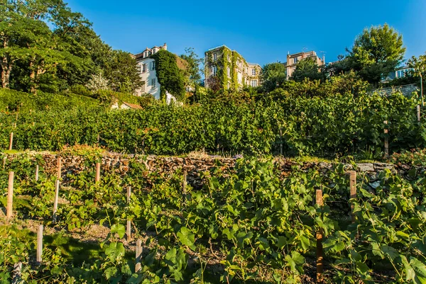 Vineyard of Montmartre paris city France — Stock Photo, Image