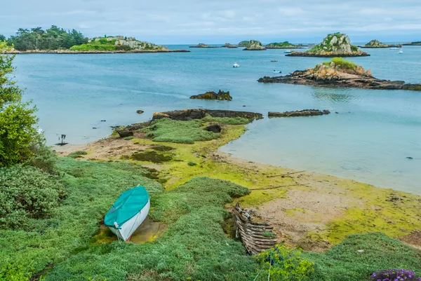 Green alga Brehat island france — Stock Photo, Image