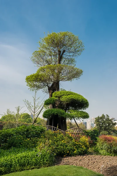 Desgn árbol en gucheng park shanghai china — Foto de Stock