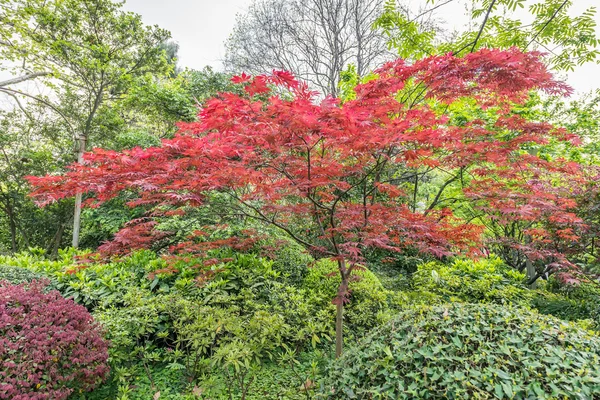 Red-leafed bonsai tree shanghai china — Stock Photo, Image