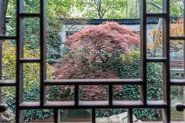 Roșu frunze bonsai copac Yuyan gradina shanghai China — Fotografie, imagine de stoc