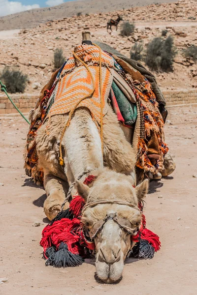 Kameler i nabateanska staden petra i Jordanien — Stockfoto