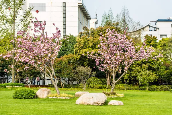 Blüte Kirschbaum gucheng Park shanghai China — Stockfoto