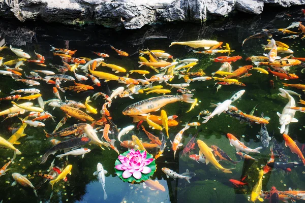 Poissons koy dans le temple de Bouddha Jade shanghai Chine — Photo