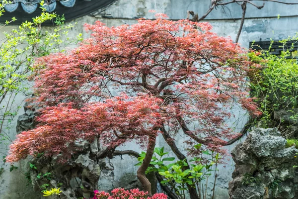 Kırmızı yapraklı bonsai ağacı yuyuan Bahçe Şangay Çin Stok Fotoğraf