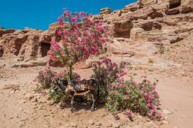 eşek nabatean city petra Ürdün