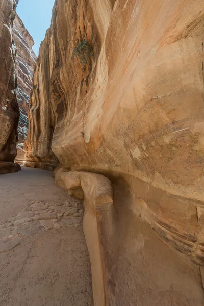 The siq path in nabatean city of petra jordan — Stock Photo, Image