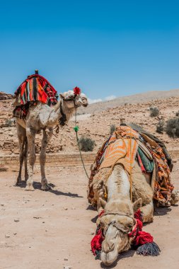 deve nabatean şehir Petra'dan, jordan