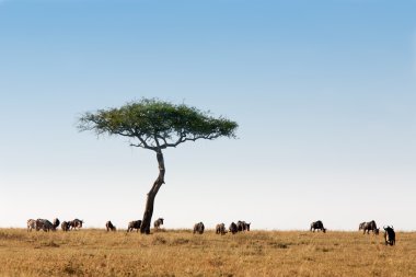 antilop sürüsünü masai mara kenya Afrika