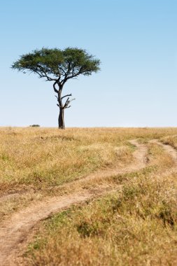 Iz ve ağaç masai mara plais kenya Afrika