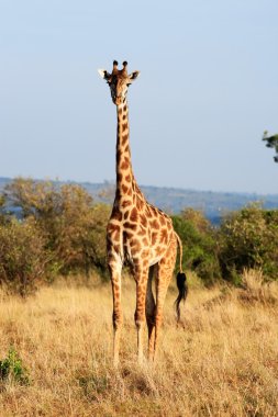 Masai veya Kilimanjaro otlatma Kenya zürafa