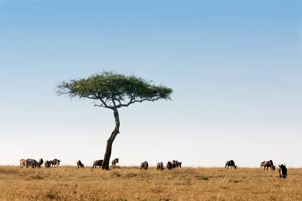 Harde de gnous Masai Mara Kenya Afrique — Photo