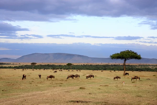 Manada de ñus Masai Mara Kenia África — Foto de Stock