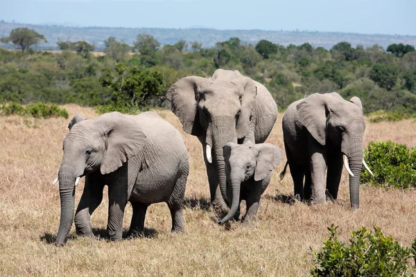 Bunch of elephants — Stock Photo, Image