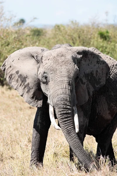 Masai mara słonia afrykańskiego Kenii Afryki — Zdjęcie stockowe