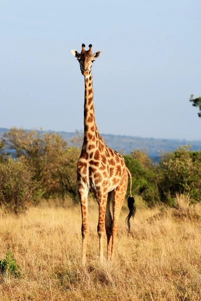 Maasai or Kilimanjaro Giraffe grazing Kenya — Stock Photo, Image