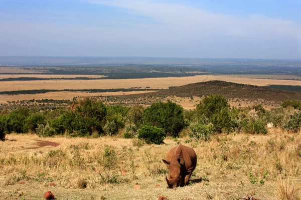 Breitmaulnashorn — Stockfoto