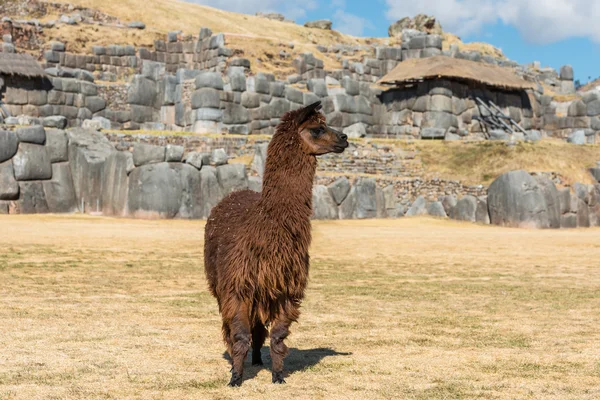 Alpaca Sacsayhuaman ruins peruvian Andes Cuzco Peru — Stock Photo, Image