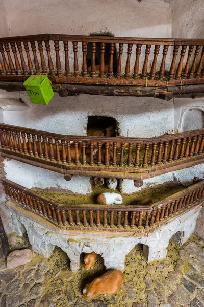 Guiné porcos Pisac peruvian Andes Cuzco Peru — Fotografia de Stock