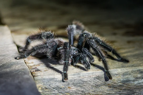 Tarântula negra na selva amazônica peruana em Madre de Dios P — Fotografia de Stock