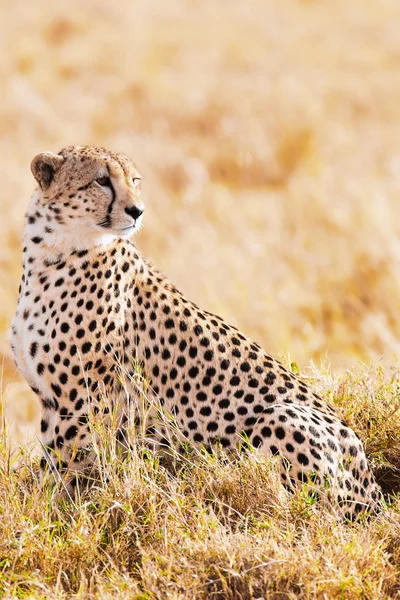 Cheetah — Stock Photo, Image