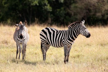 Grevy's Zebra Masai Mara reserve Kenya Africa clipart