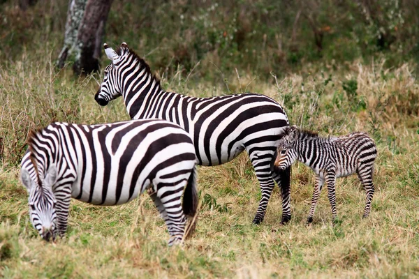 Zebra Grevy'ego masai mara rezerwat Kenii Afryki — Zdjęcie stockowe