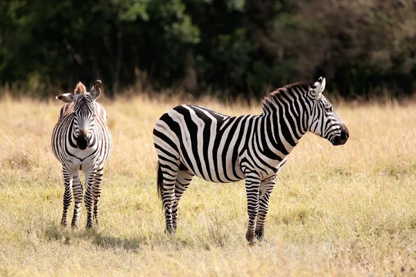 グレビーシマウマ ゼブラ マサイマラ国立保護区はケニア アフリカを予約します。 — ストック写真