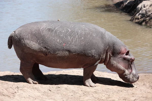 Hippopotamus masai mara rezervovat Keňa Afrika — Stock fotografie