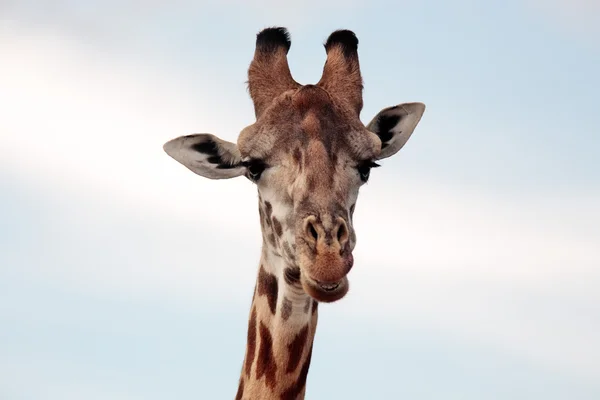 Maasai or Kilimanjaro Giraffe portrait Kenya Africa — Stock Photo, Image