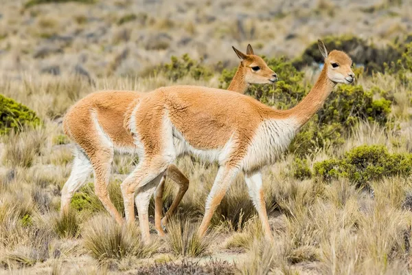 Vicunas in the peruvian Andes Arequipa Peru — Stock Photo, Image