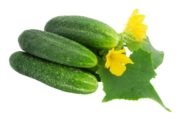 Cucumbers — Stock Photo, Image