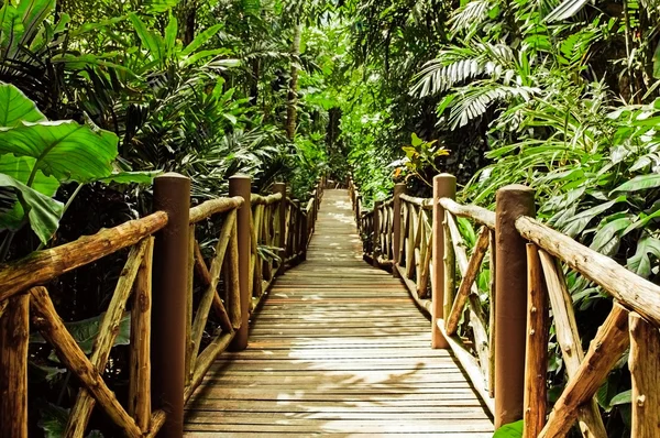 Ponte de madeira na selva — Fotografia de Stock