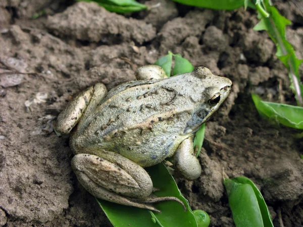Grey frog — Stock Photo, Image