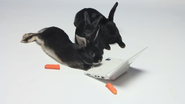 兔子在看笔记本电脑 — 图库视频影像