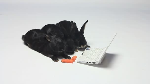 三只兔子在看笔记本电脑 — 图库视频影像
