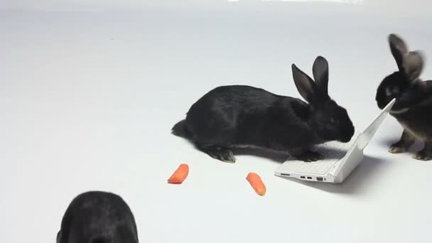 Muchos Conejos Están Corriendo Alrededor Del Portátil — Vídeo de stock