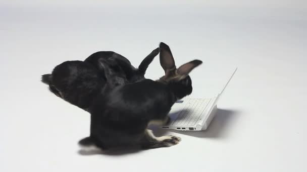 在白色背景下兔子在看笔记本电脑 — 图库视频影像