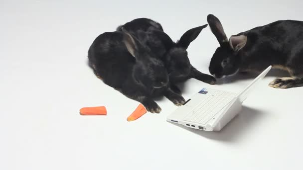 Notebook Play Small Rabbits — Stock Video