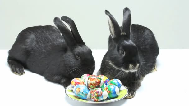 Plate Easter Eggs Rabbits — Stock Video