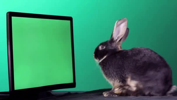 兔子坐着 用绿色的背景在屏幕前洗脸 — 图库视频影像