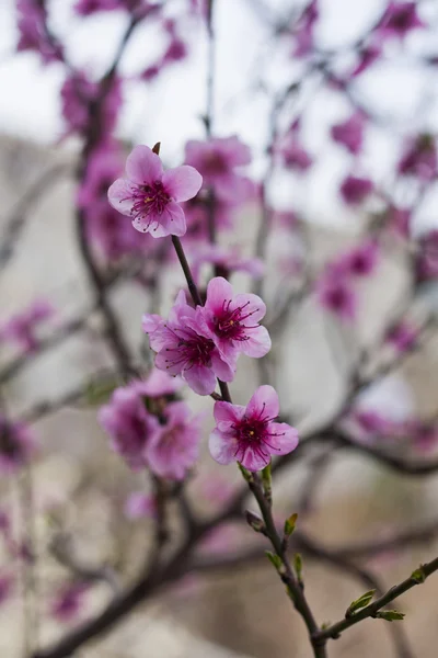 Şeftali çiçekleri.