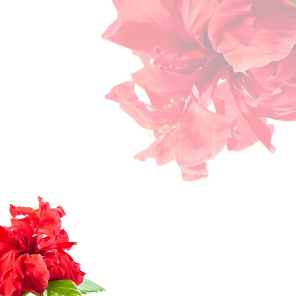 Güllü tebrik kartı.