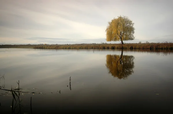 nehir kenarında yalnız söğüt ağacı