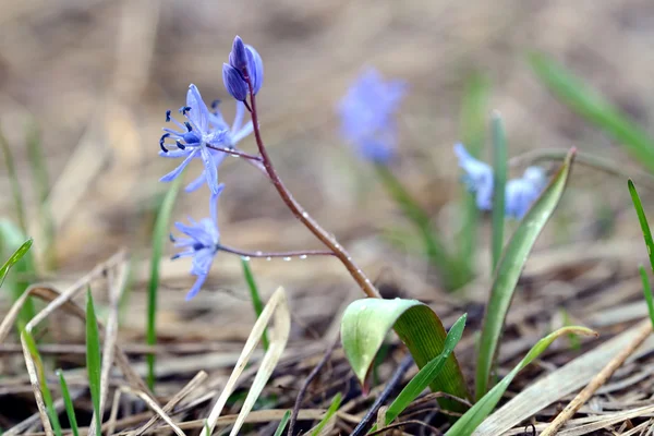 küçük mavi çiçek