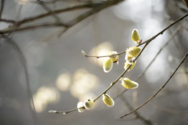 Frühjahrsblüte lizenzfreie Stockfotos